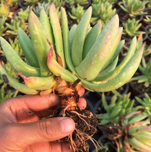 2021绿叶初霜白体绿体仙女杯韩稀有多头大群生老桩多肉n肉植物一