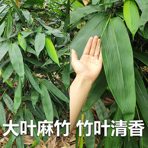 22现挖可活竹苗正宗清远麻竹苗大叶食用竹d笋苗甜笋苗非楠竹观赏