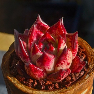 血罗罗宾乌木多肉植物精品贵货大颗肉肉老桩稀k有品种多肉开花植