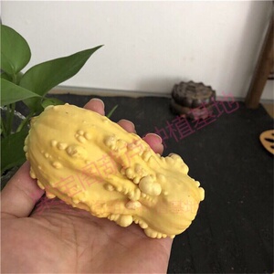 22白菜葫芦种子籽盆栽南瓜科特大中小号八宝天津嘴亚腰x百财疙瘩