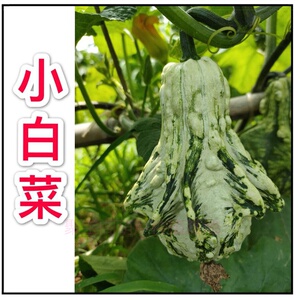 2o2白菜葫芦种子籽文玩手捻盆栽特大中小号八宝天津嘴亚腰疙瘩飞