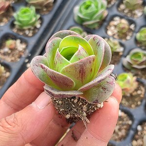 22小红帽小妖姬山地玫瑰系i列多肉植物室内花卉组合盆栽肉肉植物