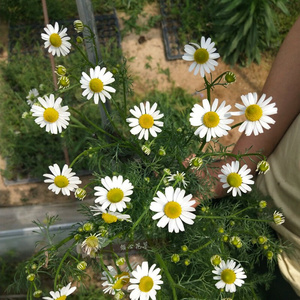 2222罗马洋甘v菊 德国洋甘菊盆栽 香草花卉小盆栽t苗 香草苗 大a.