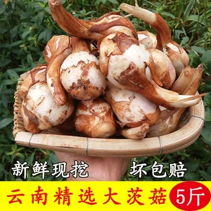 云南野地新鲜迷你小茨菇种山慈姑白茨菰马蹄荸荠蔬菜慈菇疏菜包邮