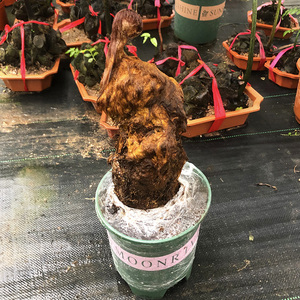 网红植物一叶g禅蕨类盆景绿植盆栽观叶室内客厅桌面阳台庭院吸甲