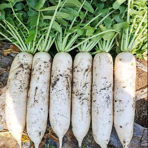 新鲜白萝卜9斤当季新鲜生吃甜脆水果长胡萝卜农家自种蔬菜5