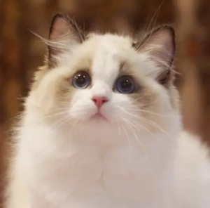 纯偶海豹山猫双色布偶活体幼猫