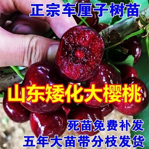 车厘子树苗四季