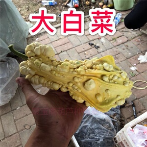 22白菜葫芦种子籽r文玩手捻盆栽特大中小号八宝天津嘴亚腰疙瘩飞