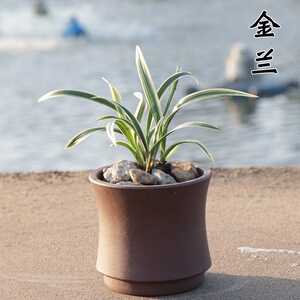 兰花盆栽金兰