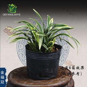 22兰花苗蕙兰金边冠艺金福冠兰花绿植物盆栽室内阳台庭院盆w景好