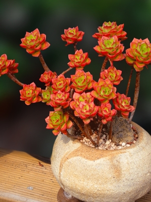 火焰蒂亚多肉植物一物一r拍悬崖老桩群生大株好度夏向阳派多肉园