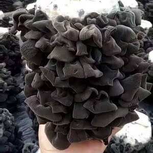 黑木耳菌包椴木栽培种盆栽出菇棒/原种家庭四季种植包邮