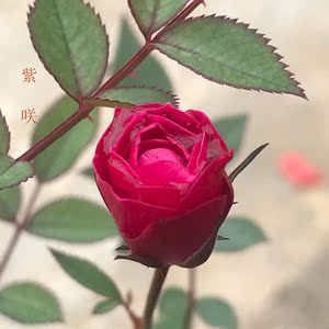 日本超微月季 紫咲 紫色时代 姬月季