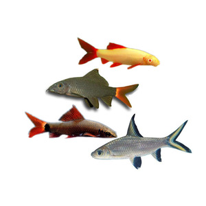 彩红鲨红尾黑鲨粉红鲨热带u鱼观赏型底游鱼淡水小鱼鱼银鲨鱼群层