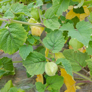 东北姑娘果灯笼果种子种籽红甜孑黄四季盆栽蔬菜果苗树蔬菜菜苗.