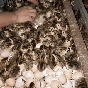 广东鲜活珍珠鸡种苗出壳珍珠鸡小x活苗鸡活珍珠苗运输包活量大包