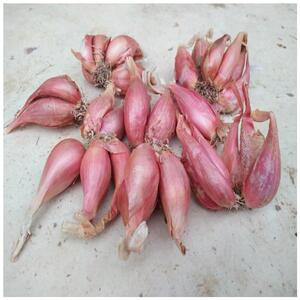 00鲜恒旗舰店天猫四川省小黄红皮火葱四季葱榨葱油酥干葱头种植盆栽