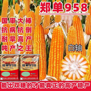 大棒矮杆国审玉米种郑单958高产抗倒抗旱抗病虫苞米种南方春夏播