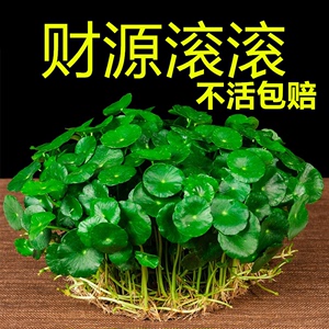 带叶铜钱草小绿植水培植物四季好养土培室内盆栽大叶金钱草铜钱草