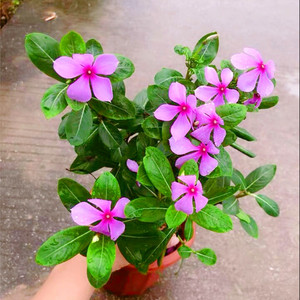 长春花盆栽五叶梅花苗四季开花室内外绿植物客厅阳台庭院日日春花