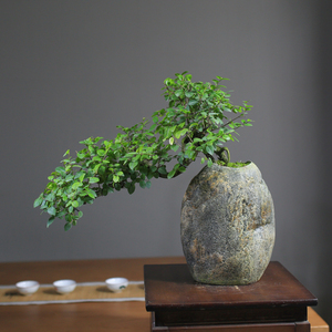 石栽雀梅一物一拍石头花盆景盆栽悬崖老桩造型绿植办公室客厅书房