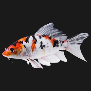 22纯种长尾龙凤锦鲤鱼冷水活体观赏鱼白金p黄金三色凤尾鱼苗锦鲤