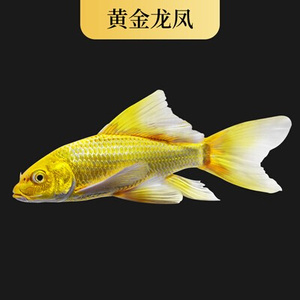 22活鱼冷水观赏鱼黄金龙凤喂食红头凤尾金鱼锦鲫锦鲤活h体