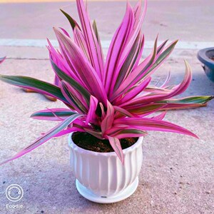 紫皇冠吊篮盆栽阳台办公司四季鲜艳开花好养净化空气除甲醛