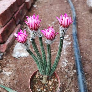 银钮开花仙人柱仙人球多肉植物盆栽室内阳台防辐射吸甲醛绿植盆栽