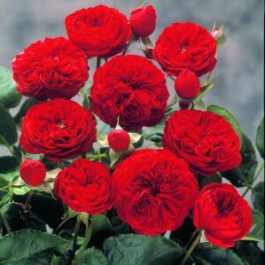 扦插苗庭院四季阳台推荐花苗大地主拉伯雷非常正的红色月季