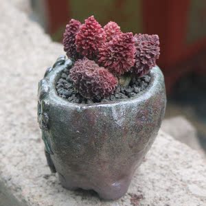 朱子玉多肉植物日系大疣朱紫玉水泡系列稀有品种精品绿植花卉朱