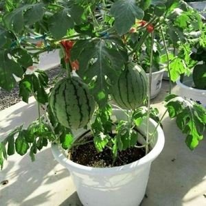 蜂蜜迷你小西瓜四季盆栽西瓜阳台水果蔬菜无籽春季薄皮西瓜树种子