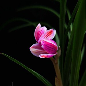 新店开张亏本价 兰花 春兰 红芯荷 宋梅 v  盆栽花卉