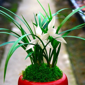 兰花苗【金太子】矮种建u兰浓香室内盆栽四季花卉绿植客厅兰草