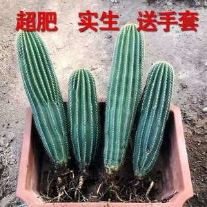 实生大凤龙仙人柱开红花仙人球仙人掌室内防辐射美观耐旱植物好养