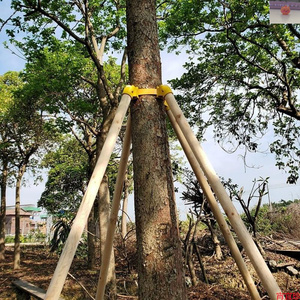 树定n树程杆器支防撑支杉棍化木松木工绿园架风撑定木支.固稳木林