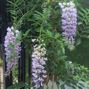 22蓝月亮紫藤花树苗爬藤花卉植物盆栽庭院阳台南方紫藤萝q多季开