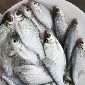 22武昌鱼 鳊鱼 三角 团头r鲂苗 活体 淡水鱼苗 清波青鱼包邮包活