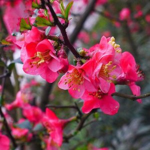 海堂花树苗四季