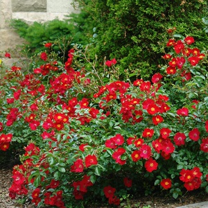 小鼹鼠园艺家猩红地毯英国o皮特地被月季正红色花280天持续开花