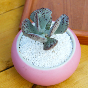 22御玉所锦多肉植物w御锁锦御所锦水泡老桩多头趣味阳台绿植盆栽