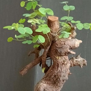 羊蹄甲开花结果老桩盆景新鲜包邮金丝红木羊蹄甲舍利悬崖临水老桩