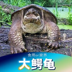 龟大型鳄龟纯佛活体小成年龟宠物观赏dw乌龟北美食用食用
