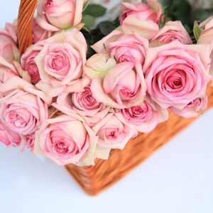 2021古董柯德娜月季花苗欧洲大花微型多头勤花四季开花香盆栽窗a