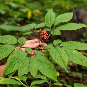 长白山人参苗 参苗 人参苗盆栽 人参苗子 人参幼苗 人参种苗