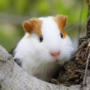 巨型豚荷兰鼠幼崽豚鼠活体家养豚鼠天竺鼠纯种荷兰猪活物健康包活