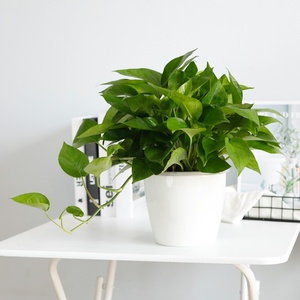 新品高端盆景办公桌上新家店里i适合客厅摆放的绿植小盆栽植物阳