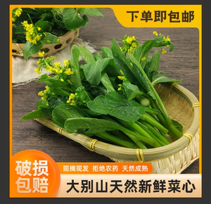 新鲜时令蔬菜广东菜心菜薹青菜叶子菜农家绿色无公害应季产地直发