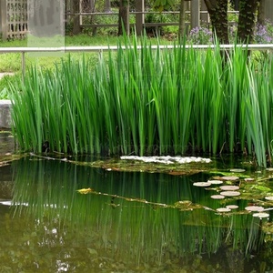 挺水植物 沼泽过滤种在水里的植物沼泽过滤植物水培植物清池净水